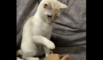 猫も手を重ねてハンドスタックを組んでくれると思いきや・・。とんでもない行動に出ました！！【海外・動画】