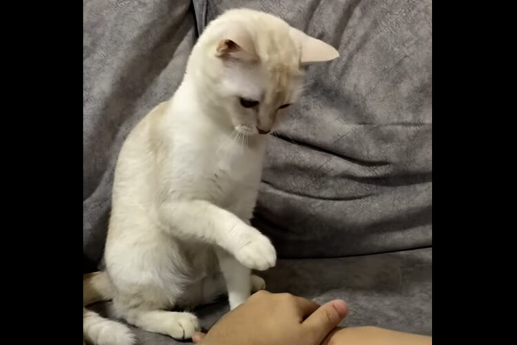 猫も手を重ねてハンドスタックを組んでくれると思いきや・・。とんでもない行動に出ました！！【海外・動画】