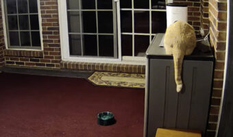 お留守番中の愛猫にカメラ越しに話しかけたら・・。予想外ながらとてもかわいい光景が！！