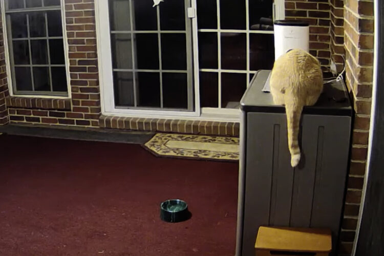 お留守番中の愛猫にカメラ越しに話しかけたら・・。予想外ながらとてもかわいい光景が！！