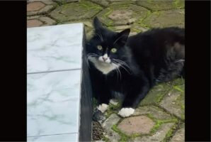 窮鼠猫を嚙む・・ではなく、猫にだきつく！？猫にちょっかいをかけられ続けたネズミはまさかの反撃に！！【海外・動画】