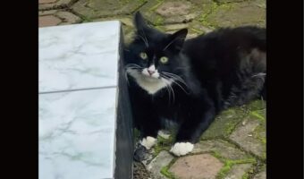 窮鼠猫を嚙む・・ではなく、猫にだきつく!?猫にちょっかいをかけられ続けたネズミはまさかの反撃に!!【海外・動画】