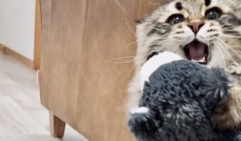 猫はぬいぐるみをもらって大喜び？テンションぶち上げしている姿に「この表情、最高です」「両手で抱えててかわいい」
