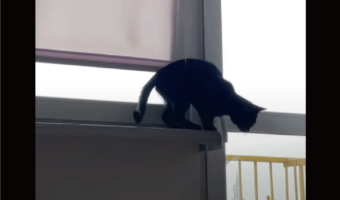 窓辺でジャンプしようとした猫にハプニング！おりるにおりられなくなったまさかの理由とは！！【海外・動画】