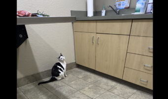 シンクにのぼりたい猫。軽やかなジャンプで移動してみせると思いきや・・【アメリカ・動画】