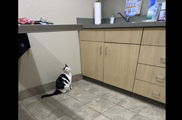 シンクにのぼりたい猫。軽やかなジャンプで移動してみせると思いきや・・【アメリカ・動画】