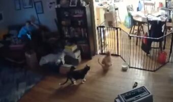 ペットフェンスの向こうに行きたい猫。果敢にジャンプした結果・・【アメリカ・動画】