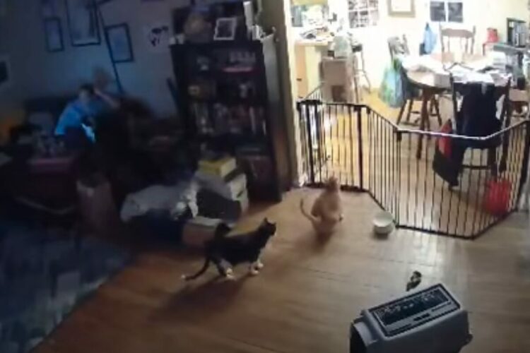 ペットフェンスの向こうに行きたい猫。果敢にジャンプした結果・・【アメリカ・動画】