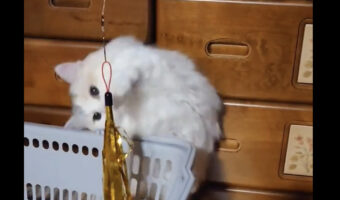 おててパタパタパタッ！オモチャに一生懸命おててを伸ばす猫がかわいい！！