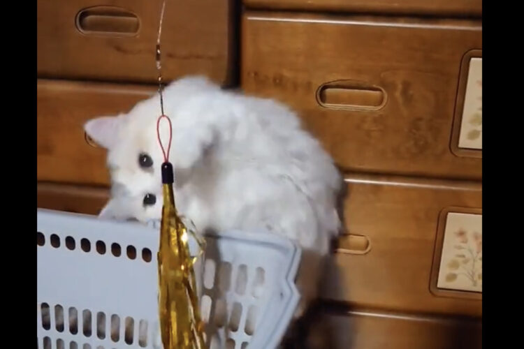 おててパタパタパタッ！オモチャに一生懸命おててを伸ばす猫がかわいい！！