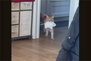 ぬいぐるみをくわえてご機嫌そうに歩いていた猫。ところが、あわてふためきドタバタすることに！！この猫に何が起きた？？【海外・動画】