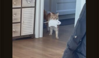 ぬいぐるみをくわえてご機嫌そうに歩いていた猫。ところが、あわてふためきドタバタすることに！！この猫に何が起きた？？【海外・動画】