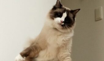 猫が宙を浮いている!?シャッターのタイミングで偶然撮影された一枚にビックリ「UFOにさらわれかけてる」