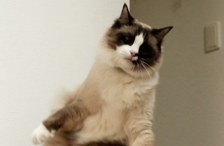 猫が宙を浮いている！？シャッターのタイミングで偶然撮影された一枚にビックリ「UFOにさらわれかけてる」