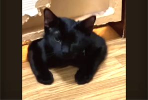 猫が液体過ぎる！わずかな隙間もくぐれるこの子にドアなんて関係ない！？【アメリカ・動画】