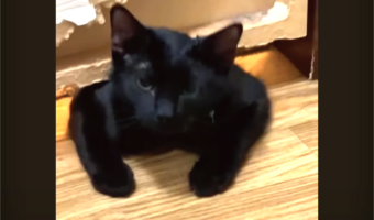 猫が液体過ぎる！わずかな隙間もくぐれるこの子にドアなんて関係ない！？【アメリカ・動画】