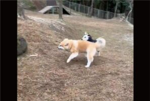 ドックランで大はしゃぎ！秋田犬が全力で走ってくると・・、おなかを出して芝生に転がった！！