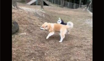 ドックランで大はしゃぎ!秋田犬が全力で走ってくると・・、おなかを出して芝生に転がった!!