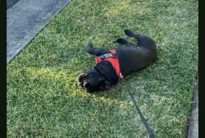 絶対に歩きたくない！？おさんぽ中のブルドッグが芝生に寝転がり・・引きずられても起き上がらない！！【海外・動画】