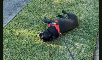 絶対に歩きたくない!?おさんぽ中のブルドッグが芝生に寝転がり・・引きずられても起き上がらない!!【海外・動画】