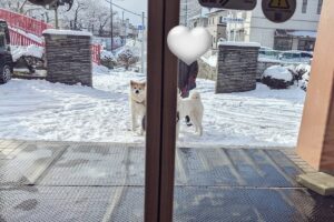 「自動ドア開いたら・・」秋田犬や黒柴たちが待ってくれている光景がかわいすぎると話題に！
