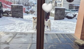「自動ドア開いたら・・」秋田犬や黒柴たちが待ってくれている光景がかわいすぎると話題に!
