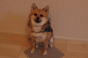 床が冷たいのはわかるけど・・。キッチンを見張るためにカーペットを持ってきた愛犬が賢いし、かわいい！！