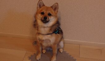 床が冷たいのはわかるけど・・。キッチンを見張るためにカーペットを持ってきた愛犬が賢いし、かわいい!!