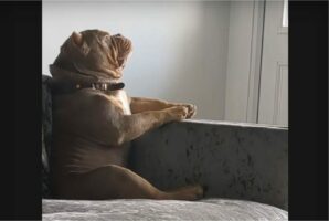 すっかりヘソを曲げたみたい。イタズラした愛犬を叱ったら・・【海外・動画】