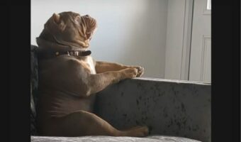 すっかりヘソを曲げたみたい。イタズラした愛犬を叱ったら・・【海外・動画】