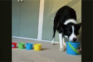 賢くて器用なボーダーコリー。スタッキングカップに挑戦中ですが・・、うまくできるかな？【海外・動画】