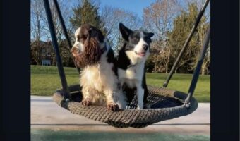 ブランコが大好きな愛犬たち。公園で見つけるとさっそく2匹で飛び乗った!!【海外・動画】