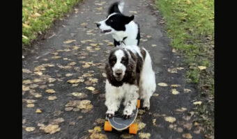スケートボードで遊ぶ愛犬たち。2匹で上手にプッシュしていきます!!【海外・動画】