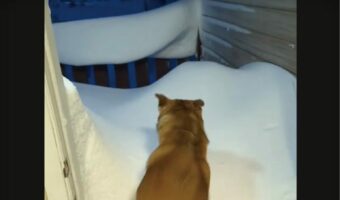 玄関前に積もった雪。雪かきも大変そうと思ったら・・愛犬が雪に向かってダイブ!!【海外・動画】