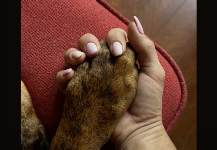 愛犬とラブラブ？恋人繋ぎをしてぎゅっとおててをぎゅっとしたら・・、握り返してくれました！！【海外・動画】