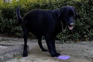 愛犬はフリスビーの遊び方を間違えている？楽しそうにしているけど・・・「水路建設中かな」「なんてお上手な川造り！」