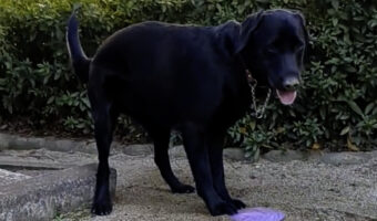 愛犬はフリスビーの遊び方を間違えている？楽しそうにしているけど・・・「水路建設中かな」「なんてお上手な川造り！」