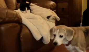 ビーグル犬はブランケットでお昼寝したい?ソファにいる猫ごとブランケットをめいっぱい引っ張った!!【海外・動画】