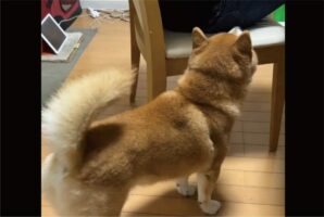 ナデナデしてもらいたい柴犬。アピールするも控えめ過ぎて切ない状況になっていると話題に！気が付いてもらえるかな？？