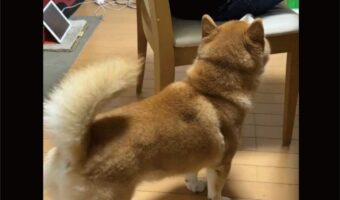 ナデナデしてもらいたい柴犬。アピールするも控えめ過ぎて切ない状況になっていると話題に!気が付いてもらえるかな??