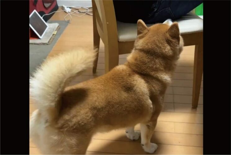 ナデナデしてもらいたい柴犬。アピールするも控えめ過ぎて切ない状況になっていると話題に！気が付いてもらえるかな？？