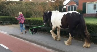 犬が馬を散歩させている？おさんぽ中の犬はリードをくわえ、おとなしい馬を先導中！！