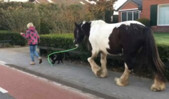 犬が馬を散歩させている?おさんぽ中の犬はリードをくわえ、おとなしい馬を先導中!!