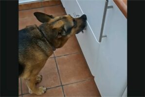 引き戸の取っ手をくわえる犬。この子には『ある狙い』があったみたい！！【海外・動画】