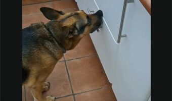 引き戸の取っ手をくわえる犬。この子には『ある狙い』があったみたい!!【海外・動画】