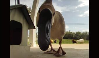 ごはんをもらいにお隣さん家からガチョウがやってきた!ごはんをついばんだ後、くわえようとしたものにビックリ!?