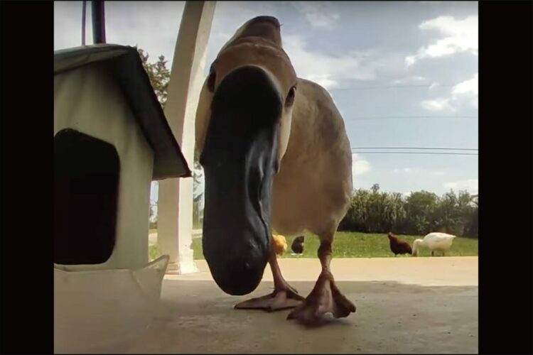 ごはんをもらいにお隣さん家からガチョウがやってきた！ごはんをついばんだ後、くわえようとしたものにビックリ！？
