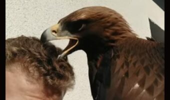 髪の毛をセットしようとしてくれている？イヌワシが男性の髪の毛をついばむ！！【海外・動画】