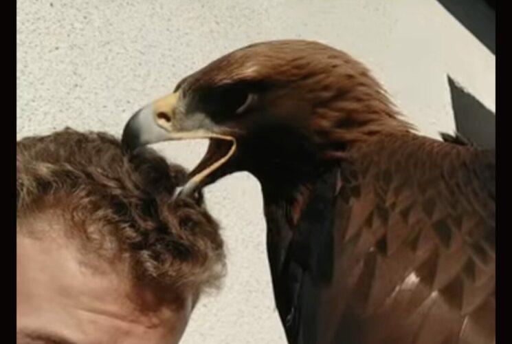 髪の毛をセットしようとしてくれている？イヌワシが男性の髪の毛をついばむ！！【海外・動画】