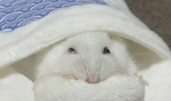 布団にくるまるハムスター。出てくる気配が一切ない姿がかわいすぎる!